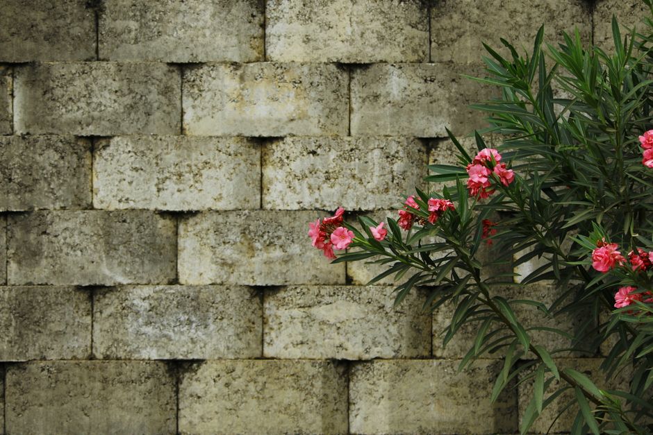 A weathered brick garden wall with a small, arched doorway painted in faded teal, partially obscured by surrounding foliage. To the left of the door, a tall green plant with broad, serrated leaves and